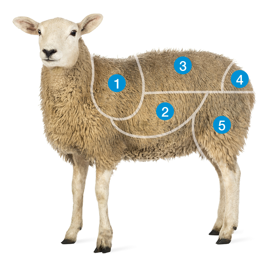 Finished lamb with numbers from 1 to 5 on to show what to look for when stock judging. 1 - The shoulder, 2 - The ribs, 3 - The loin, 4 - The tail (dock) and 5 - The legs. 